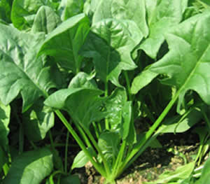 抗衰老最佳食物大放送