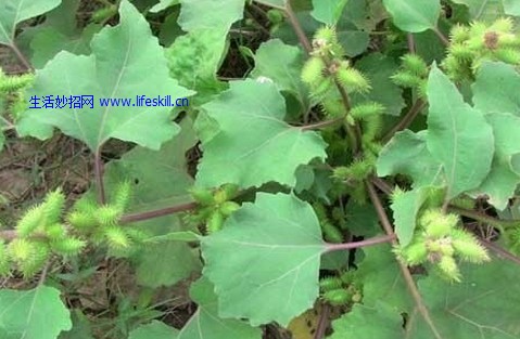 ���á��Զ��ӡ��α���