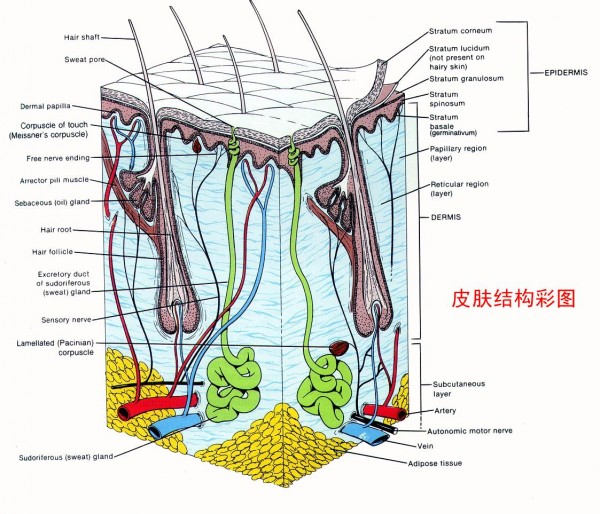 你的手上起过水泡吗?