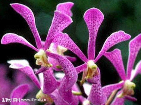 ���������ֲ����