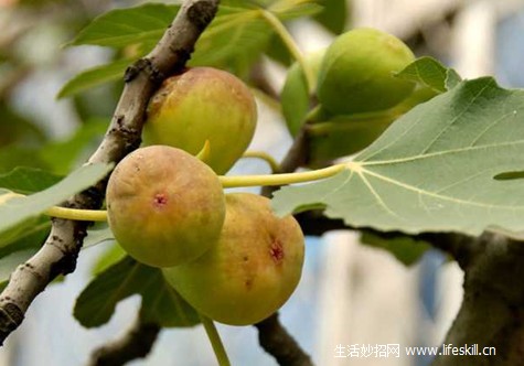 ������ֲ�޻�����