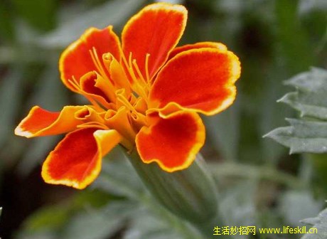 ���������ȸ�ݣ�