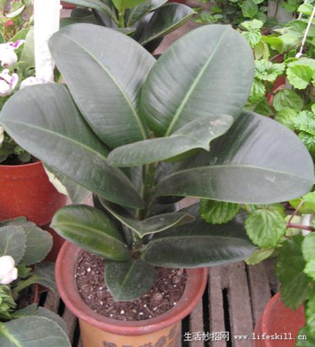 家庭盆栽观叶植物你认识几个?