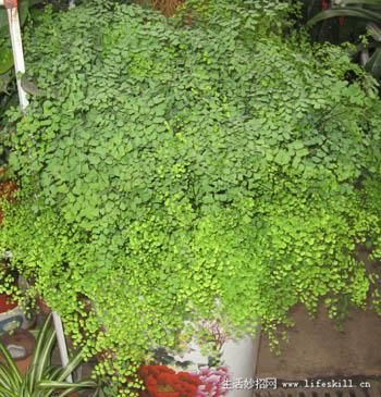 家庭盆栽观叶植物你认识几个?