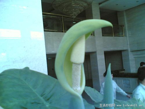 家庭盆栽观叶植物你认识几个?