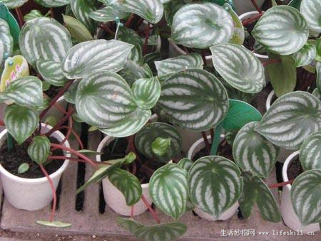 家庭盆栽观叶植物你认识几个?