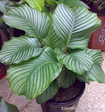 家庭盆栽观叶植物你认识几个?