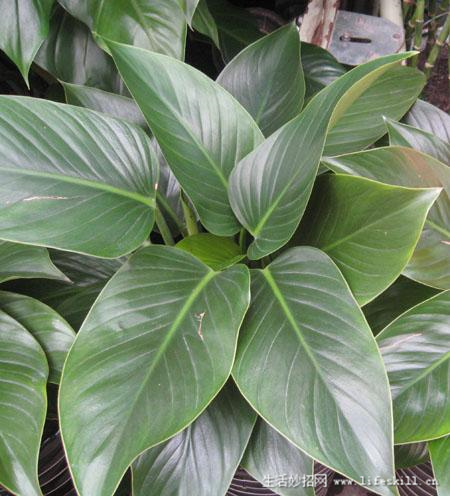 家庭盆栽观叶植物你认识几个?