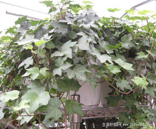 家庭盆栽观叶植物你认识几个?