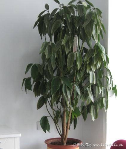 家庭盆栽观叶植物你认识几个?