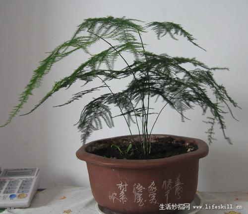 家庭盆栽观叶植物你认识几个?