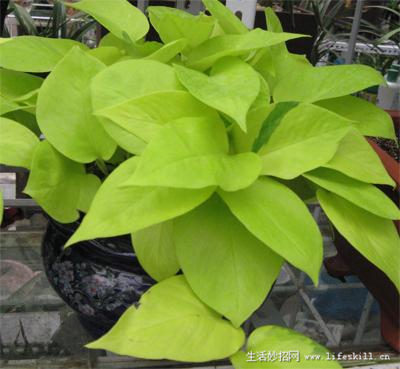 家庭盆栽观叶植物你认识几个?