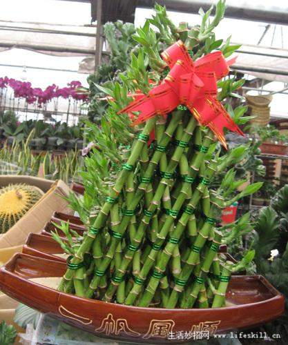 家庭盆栽观叶植物你认识几个?