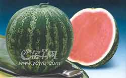 防晒妙方吃的护理