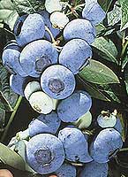 ����̥���23�ֽ�����ʳ