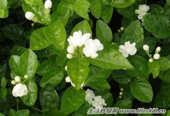怎样养茉莉能让叶片健康鲜亮能入药?