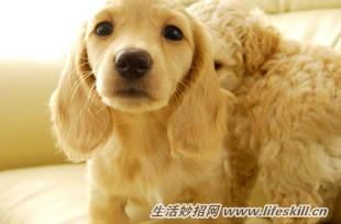 怎样解决宠物掉毛问题?